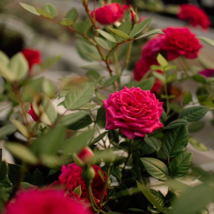FUCHSIA TERRAZZA® FUCHSIA TERRAZZA®